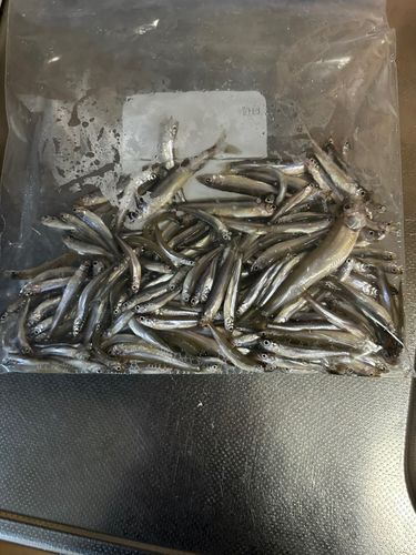 ワカサギの釣果
