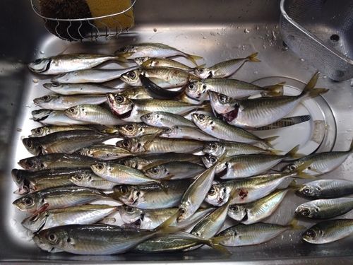 マアジの釣果