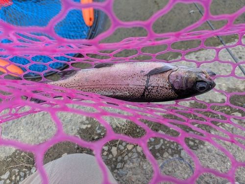 ニジマスの釣果