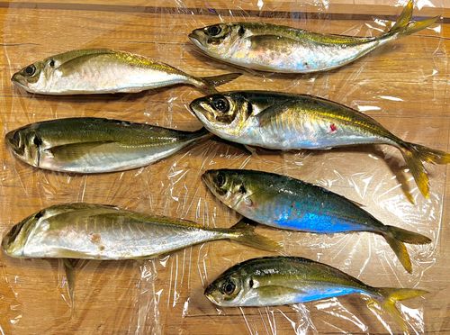 アジの釣果