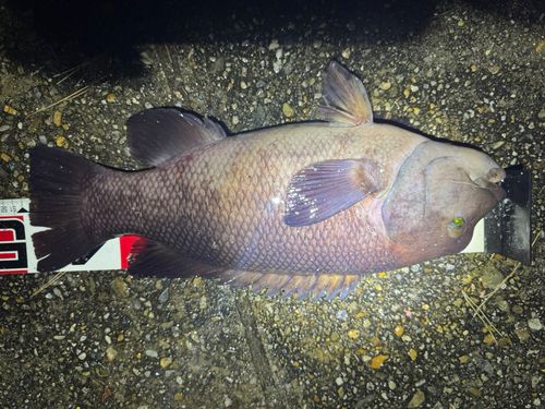 コブダイの釣果