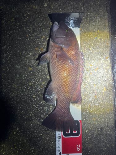 カンダイの釣果