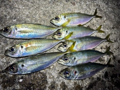 アジの釣果