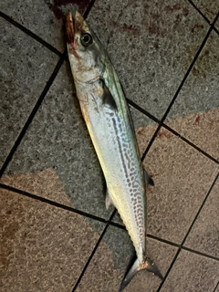 サゴシの釣果