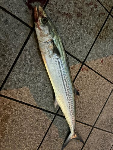 サゴシの釣果