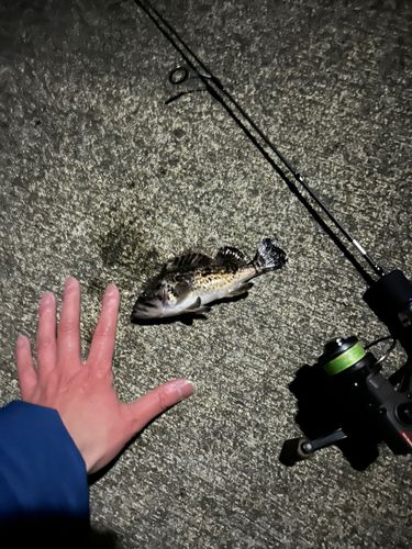 クロソイの釣果