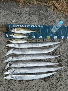 マアジの釣果