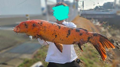 コイの釣果
