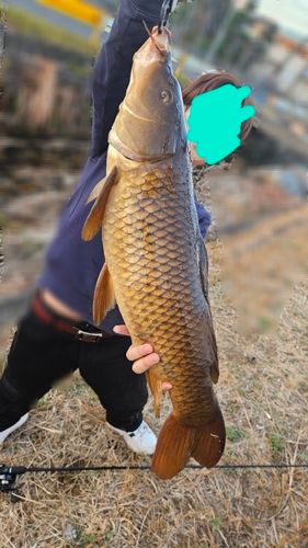 コイの釣果