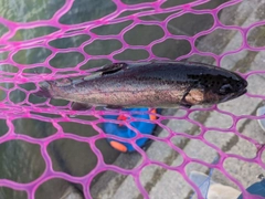 ニジマスの釣果