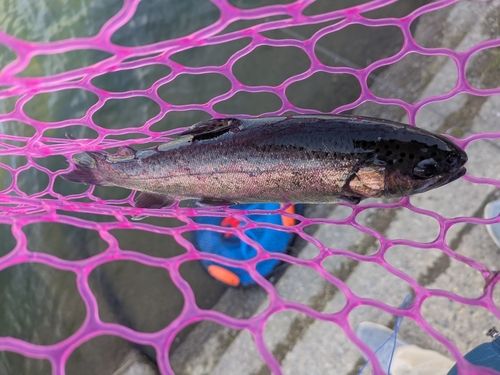 ニジマスの釣果