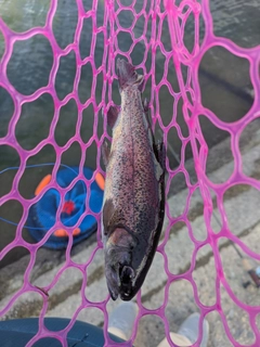 ニジマスの釣果