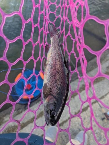 ニジマスの釣果