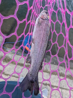 ニジマスの釣果