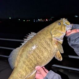 スモールマウスバス