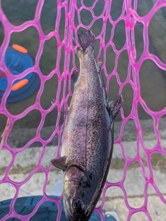 ニジマスの釣果