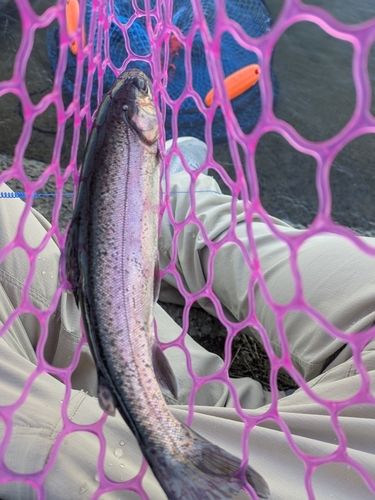 ニジマスの釣果