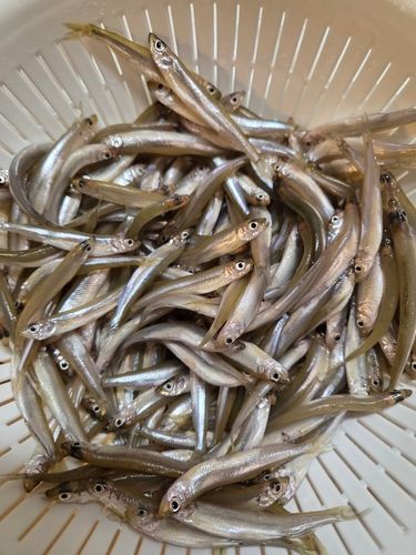 ワカサギの釣果