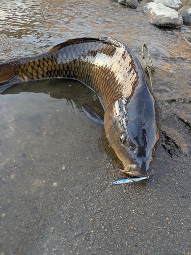 コイの釣果