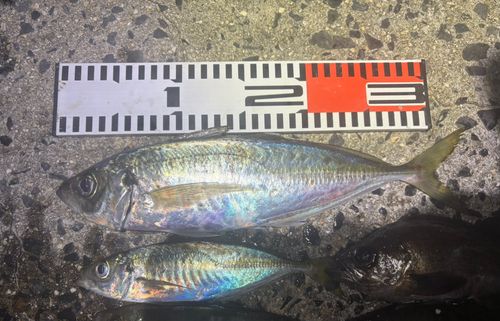 マアジの釣果