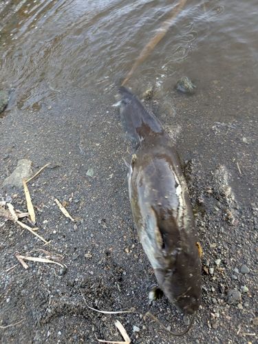 ナマズの釣果