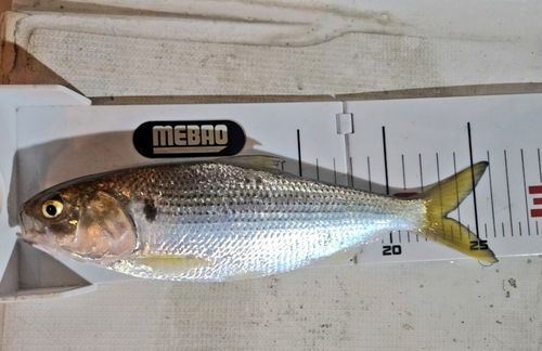 コノシロの釣果