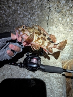 カサゴの釣果