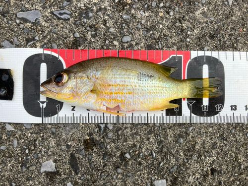 ヤマトビーの釣果