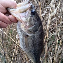 ラージマウスバス