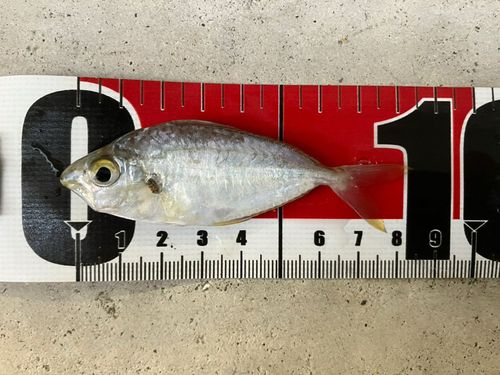 オニヒラアジの釣果