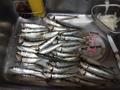 マイワシの釣果