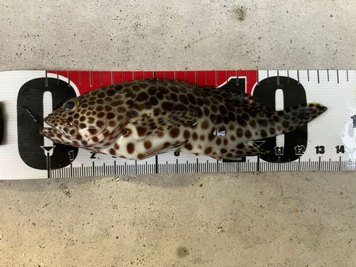 イシミーバイの釣果