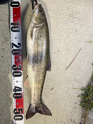 マルタウグイの釣果