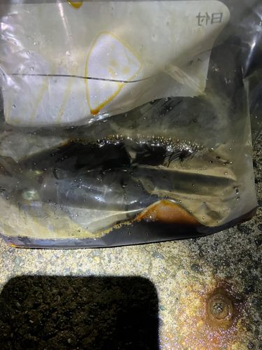 ヤリイカの釣果