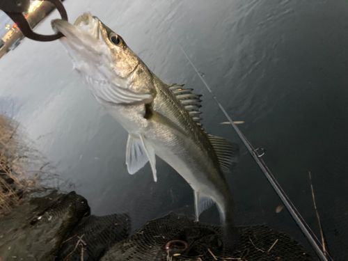 セイゴ（マルスズキ）の釣果