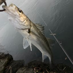 セイゴ（マルスズキ）