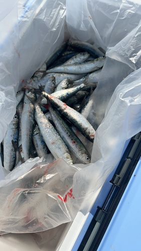 イワシの釣果
