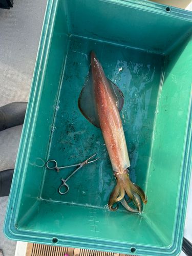 ヤリイカの釣果