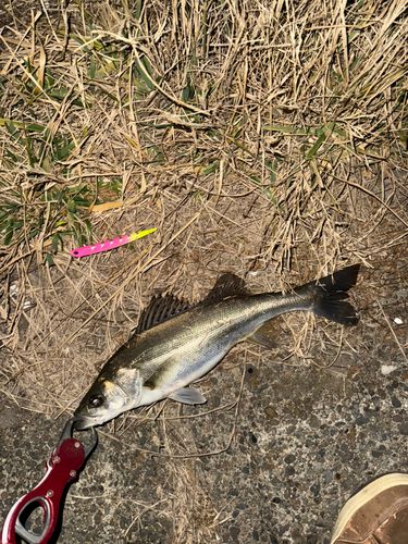 セイゴ（マルスズキ）の釣果