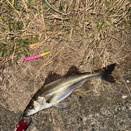 セイゴ（マルスズキ）