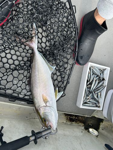 カンパチの釣果