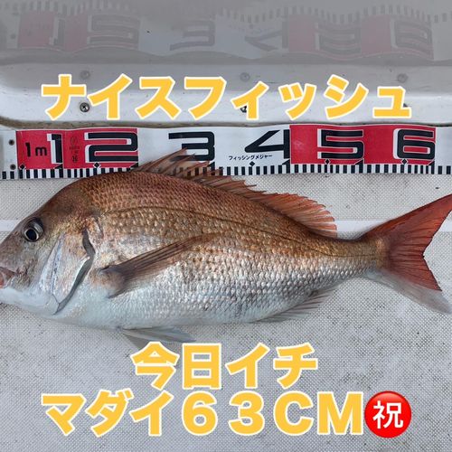 マダイの釣果