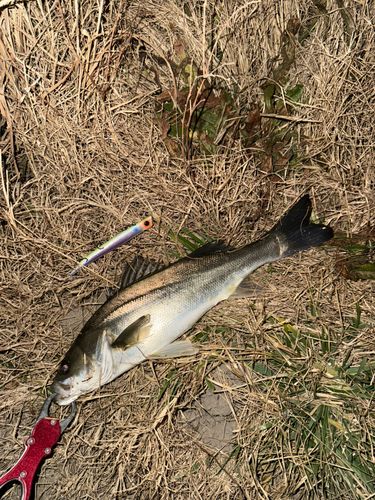 セイゴ（マルスズキ）の釣果