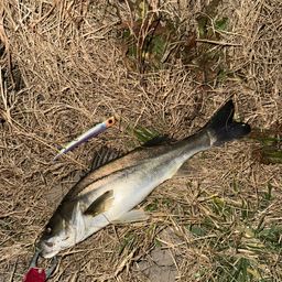 セイゴ（マルスズキ）