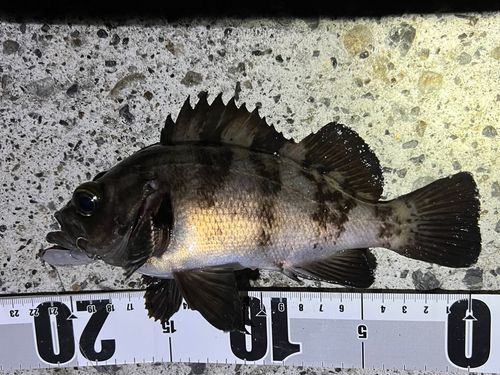 小名浜港市場前