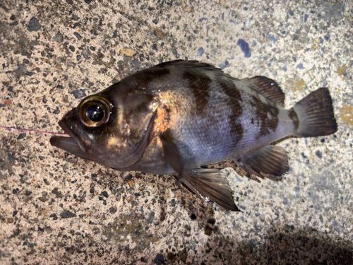 メバルの釣果