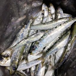 イワシ