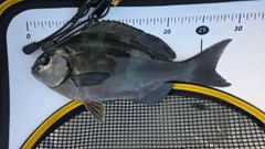 オナガグレの釣果
