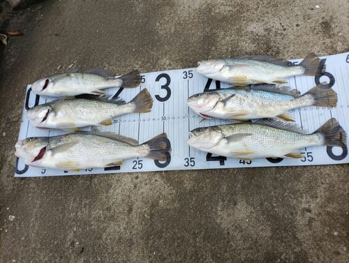 イシモチの釣果