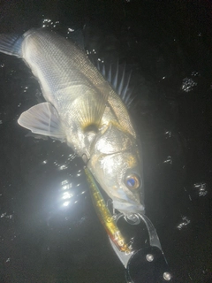 フッコ（マルスズキ）の釣果